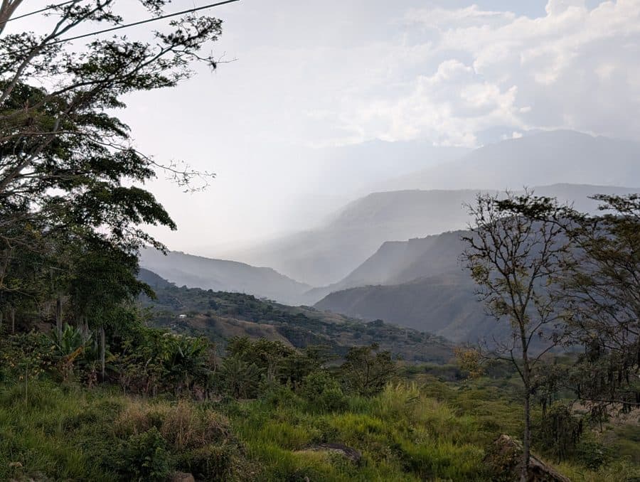 Cafetales en las montañas de Colombia