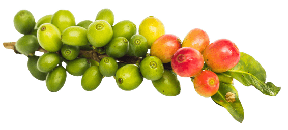 Cerezas de café madurando en la rama